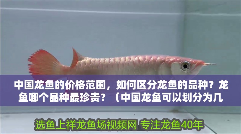 中國龍魚的價格范圍，如何區分龍魚的品種？龍魚哪個品種最珍貴？（中國龍魚可以劃分為幾個主要品種中國龍魚可以劃分為幾個品種）