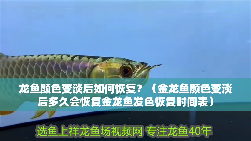 龍魚顏色變淡后如何恢復？（金龍魚顏色變淡后多久會恢復金龍魚發色恢復時間表）
