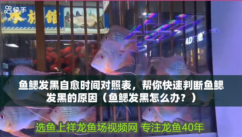 魚(yú)鰓發(fā)黑自愈時(shí)間對(duì)照表，幫你快速判斷魚(yú)鰓發(fā)黑的原因（魚(yú)鰓發(fā)黑怎么辦？） 魚(yú)鰓發(fā)黑自愈時(shí)間對(duì)照表，幫你快速判斷魚(yú)鰓發(fā)黑的原因（魚(yú)鰓發(fā)黑怎么辦？） 龍魚(yú)百科