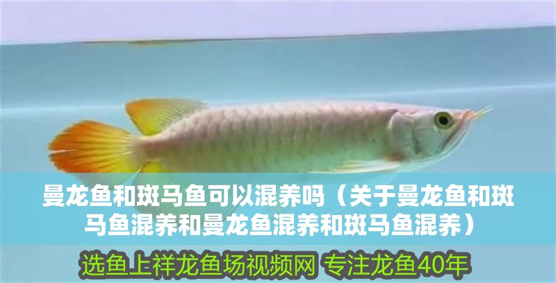 曼龍魚和斑馬魚可以混養嗎（關于曼龍魚和斑馬魚混養和曼龍魚混養和斑馬魚混養）