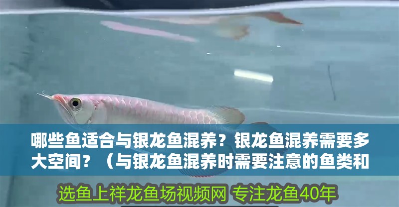 哪些魚適合與銀龍魚混養(yǎng)？銀龍魚混養(yǎng)需要多大空間？（與銀龍魚混養(yǎng)時(shí)需要注意的魚類和關(guān)鍵注意事項(xiàng)，避免踩坑~）