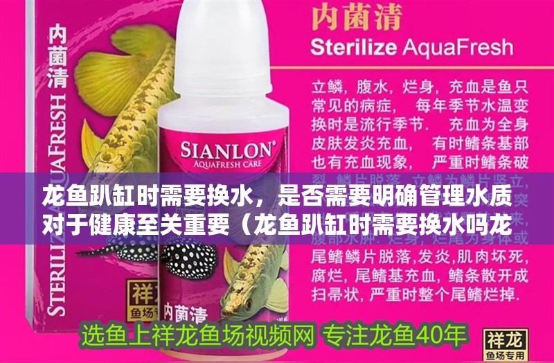 龍魚趴缸時需要換水，是否需要明確管理水質對于健康至關重要（龍魚趴缸時需要換水嗎龍魚趴缸應對指南寵物喂養問答）