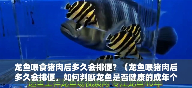 龍魚喂食豬肉后多久會排便？（龍魚喂豬肉后多久會排便，如何判斷龍魚是否健康的成年個體）