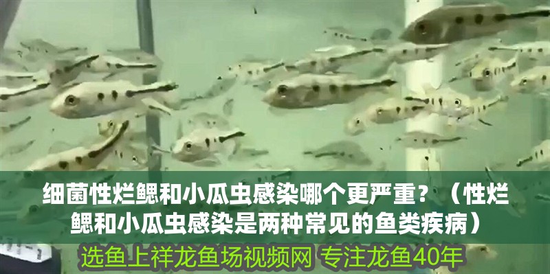 細菌性爛鰓和小瓜蟲感染哪個更嚴重？（性爛鰓和小瓜蟲感染是兩種常見的魚類疾病）