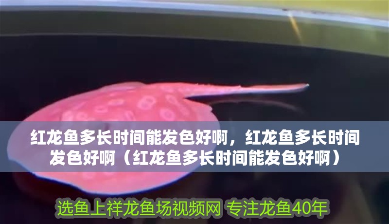 紅龍魚多長時間能發色好啊，紅龍魚多長時間發色好啊（紅龍魚多長時間能發色好啊）
