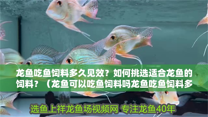 龍魚吃魚飼料多久見效？如何挑選適合龍魚的飼料？（龍魚可以吃魚飼料嗎龍魚吃魚飼料多久見效）
