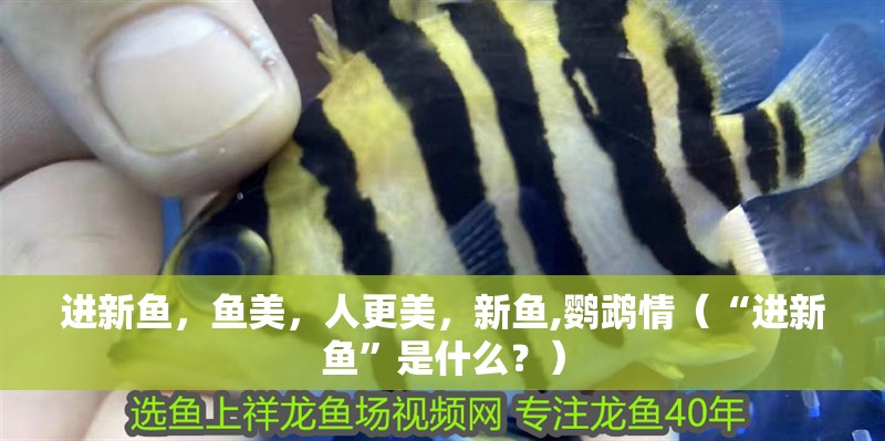 進新魚，魚美，人更美，新魚,鸚鵡情（“進新魚”是什么？）