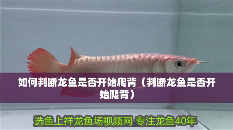如何判斷龍魚是否開始爬背（判斷龍魚是否開始爬背）