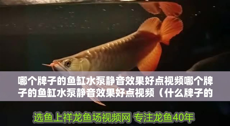 哪個牌子的魚缸水泵靜音效果好點視頻哪個牌子的魚缸水泵靜音效果好點視頻（什么牌子的魚缸水泵靜音效果好點視頻）