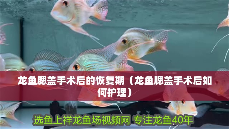 龍魚腮蓋手術后的恢復期（龍魚腮蓋手術后如何護理）
