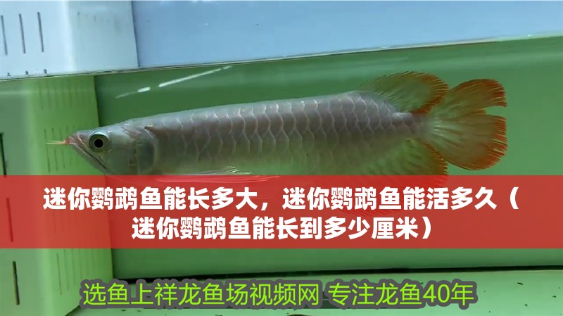迷你鸚鵡魚能長多大，迷你鸚鵡魚能活多久（迷你鸚鵡魚能長到多少厘米）