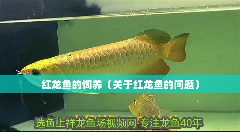 紅龍魚的飼養（關于紅龍魚的問題）