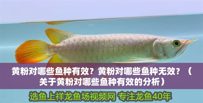 黃粉對哪些魚種有效？黃粉對哪些魚種無效？（關于黃粉對哪些魚種有效的分析）