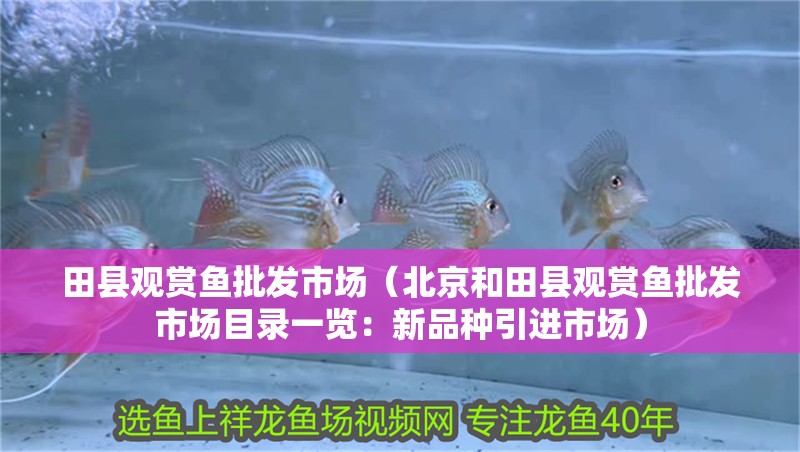 田縣觀賞魚批發市場（北京和田縣觀賞魚批發市場目錄一覽：新品種引進市場）