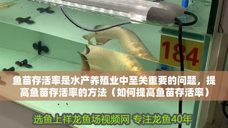 魚苗存活率是水產養殖業中至關重要的問題，提高魚苗存活率的方法（如何提高魚苗存活率） 魚苗存活率是水產養殖業中至關重要的問題，提高魚苗存活率的方法（如何提高魚苗存活率） 龍魚百科