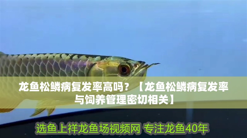 我的虎魚真菌感染了要怎么處理 龍魚松鱗病復發(fā)率高嗎?【龍魚松鱗病復發(fā)率與飼養(yǎng)管理密切相關(guān)】 龍魚百科 龍魚松鱗病復發(fā)率高嗎?【龍魚松鱗病復發(fā)率與飼養(yǎng)管理密切相關(guān)】 龍魚松鱗病復發(fā)率高嗎?【龍魚松鱗病復發(fā)率與飼養(yǎng)管理密切相關(guān)】 龍魚百科