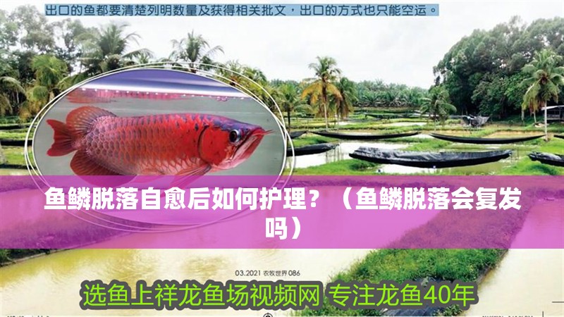 魚鱗脫落自愈后如何護理？（魚鱗脫落會復發嗎）