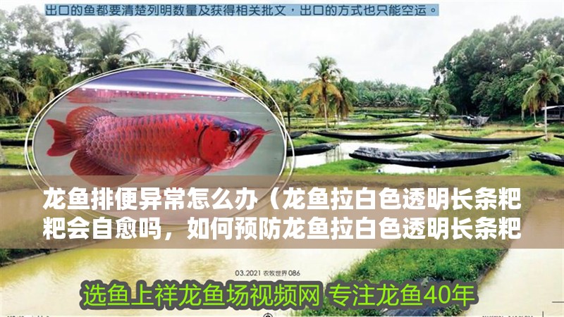 龍魚排便異常怎么辦（龍魚拉白色透明長條粑粑會自愈嗎，如何預防龍魚拉白色透明長條粑粑）
