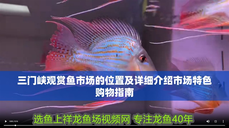 三門峽觀賞魚市場的位置及詳細介紹市場特色購物指南
