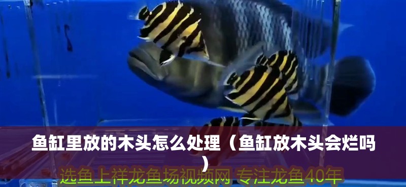 魚缸里放的木頭怎么處理（魚缸放木頭會爛嗎）
