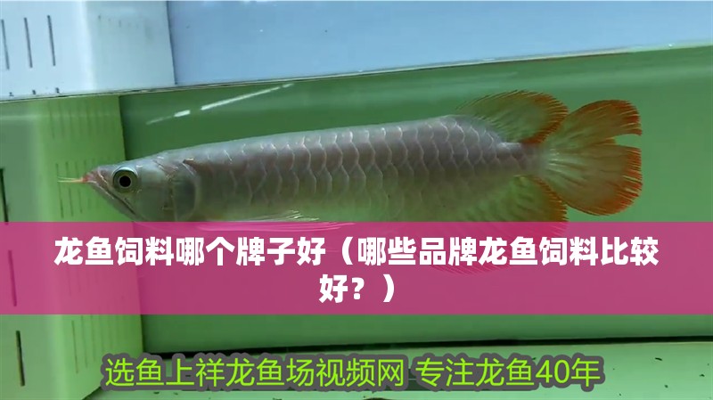 龍魚飼料哪個牌子好（哪些品牌龍魚飼料比較好？） 龍魚飼料哪個牌子好（哪些品牌龍魚飼料比較好？） 龍魚百科