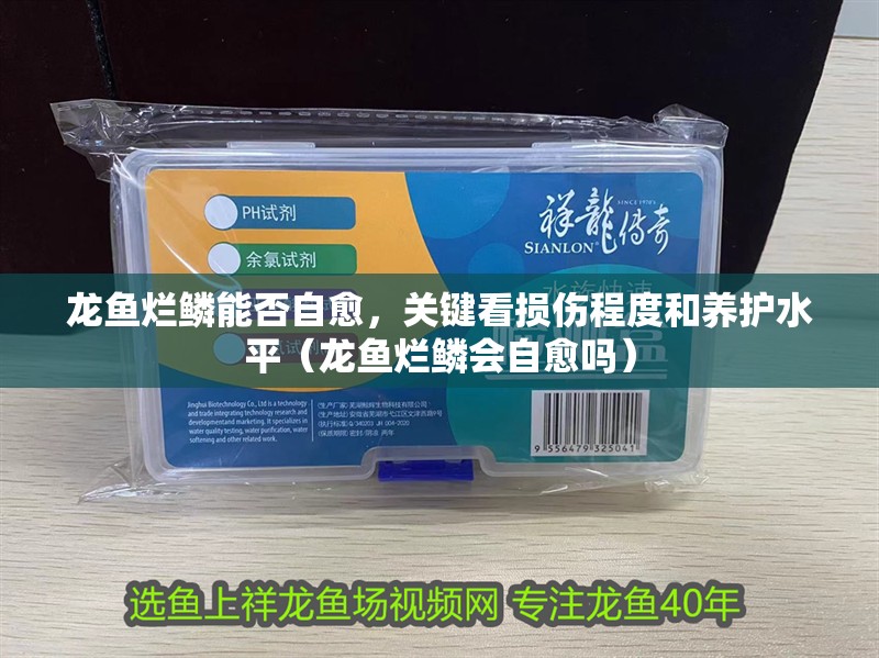 龍魚爛鱗能否自愈，關鍵看損傷程度和養護水平（龍魚爛鱗會自愈嗎）