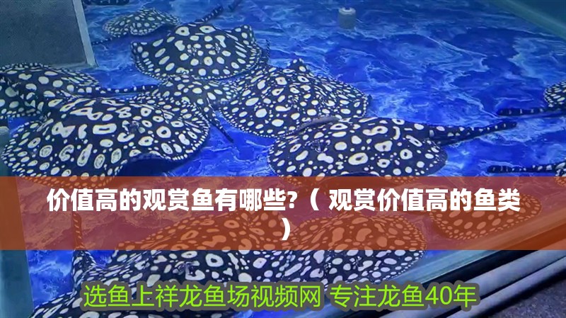 價(jià)值高的觀賞魚有哪些?（ 觀賞價(jià)值高的魚類） 價(jià)值高的觀賞魚有哪些?（ 觀賞價(jià)值高的魚類） 觀賞魚百科