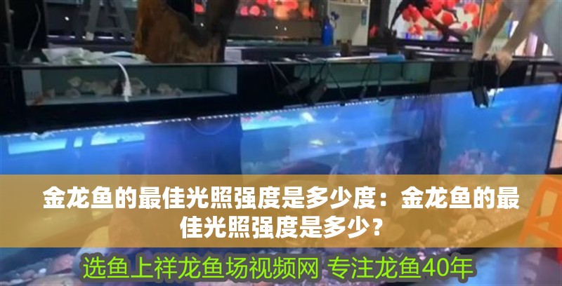 金龍魚的最佳光照強度是多少度：金龍魚的最佳光照強度是多少？ 金龍魚的最佳光照強度是多少度：金龍魚的最佳光照強度是多少？ 水族問答