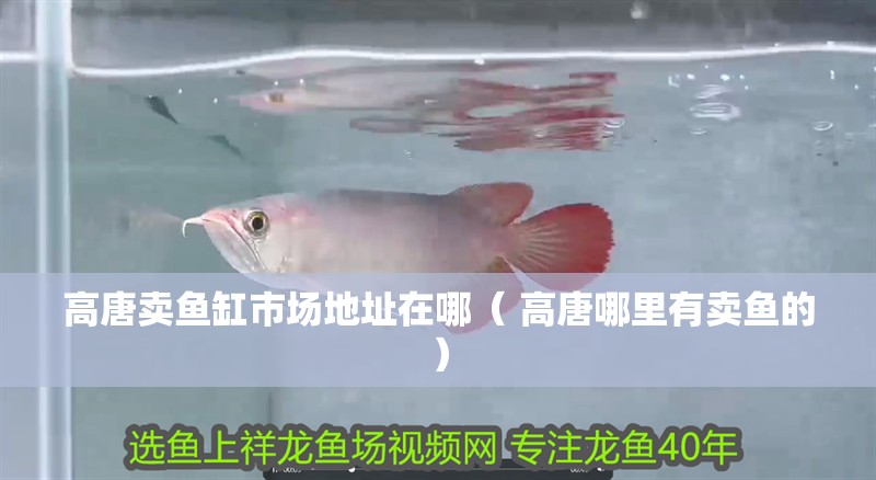 高唐賣魚缸市場地址在哪（ 高唐哪里有賣魚的） 高唐賣魚缸市場地址在哪（ 高唐哪里有賣魚的） 觀賞魚百科