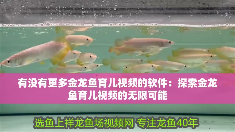 有沒有更多金龍魚育兒視頻的軟件：探索金龍魚育兒視頻的無限可能 有沒有更多金龍魚育兒視頻的軟件：探索金龍魚育兒視頻的無限可能 水族問答