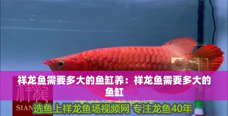 魚缸用增氧泵價格是多少:魚缸增氧機-xtrac增氧機-xtrac增氧機 祥龍魚需要多大的魚缸養:祥龍魚需要多大的魚缸 水族問答 祥龍魚需要多大的魚缸養:祥龍魚需要多大的魚缸 祥龍魚需要多大的魚缸養:祥龍魚需要多大的魚缸 水族問答