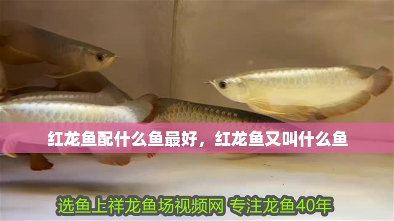 紅龍魚配什么魚最好，紅龍魚又叫什么魚 紅龍魚配什么魚最好，紅龍魚又叫什么魚 觀賞魚百科