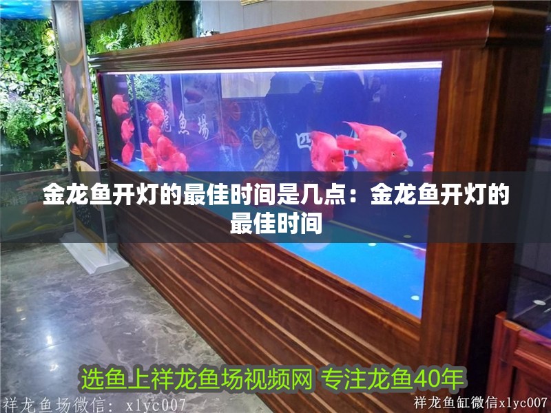 金龍魚開燈的最佳時間是幾點：金龍魚開燈的最佳時間