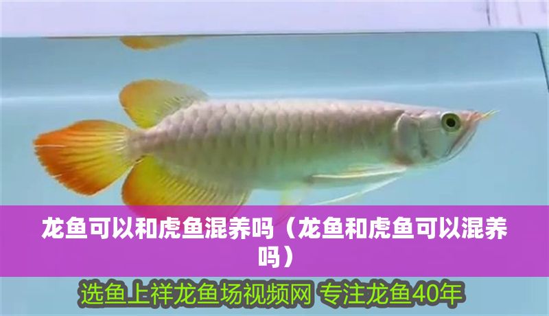 龍魚可以和虎魚混養嗎（龍魚和虎魚可以混養嗎）