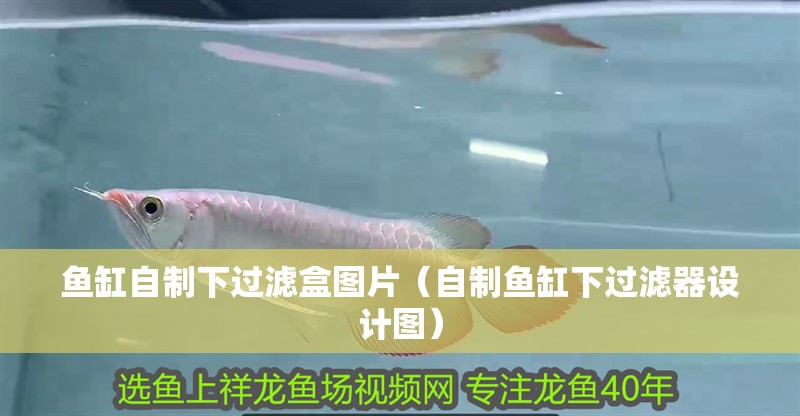 魚缸自制下過濾盒圖片（自制魚缸下過濾器設計圖） 魚缸自制下過濾盒圖片（自制魚缸下過濾器設計圖） 觀賞魚百科