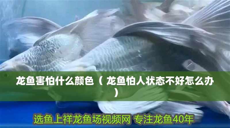 龍魚害怕什么顏色（ 龍魚怕人狀態不好怎么辦）