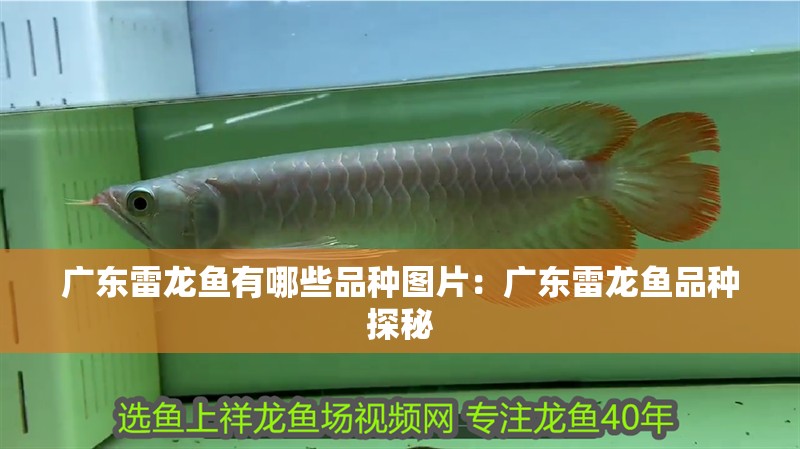 廣東雷龍魚有哪些品種圖片：廣東雷龍魚品種探秘 廣東雷龍魚有哪些品種圖片：廣東雷龍魚品種探秘 水族問答