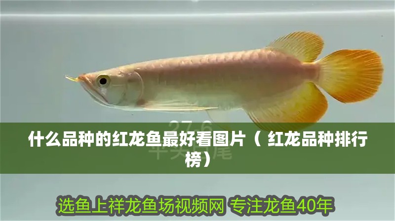什么品種的紅龍魚最好看圖片（ 紅龍品種排行榜）