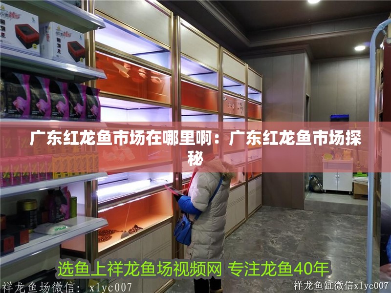 廣東紅龍魚市場在哪里?。簭V東紅龍魚市場探秘 廣東紅龍魚市場在哪里?。簭V東紅龍魚市場探秘 水族問答