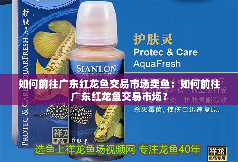 如何前往廣東紅龍魚交易市場賣魚：如何前往廣東紅龍魚交易市場？