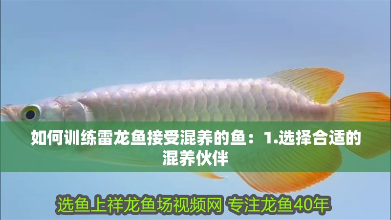 如何訓練雷龍魚接受混養的魚：1.選擇合適的混養伙伴