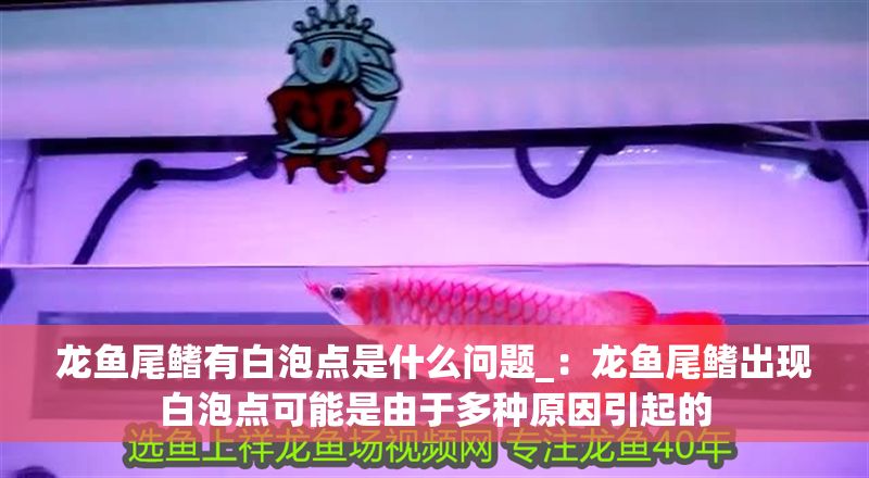 龍魚尾鰭有白泡點是什么問題_：龍魚尾鰭出現白泡點可能是由于多種原因引起的