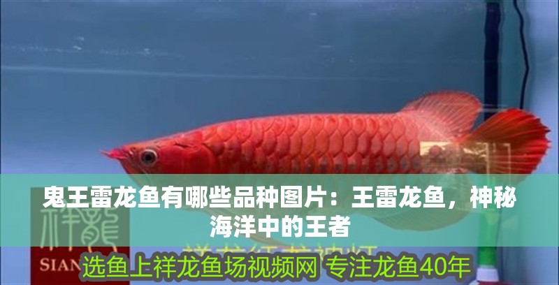 鬼王雷龍魚有哪些品種圖片：王雷龍魚，神秘海洋中的王者 鬼王雷龍魚有哪些品種圖片：王雷龍魚，神秘海洋中的王者 水族問答