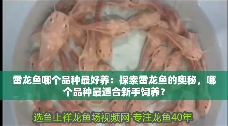 鸚鵡魚和銀龍魚混養(yǎng)怎樣喂食 雷龍魚哪個品種最好養(yǎng):探索雷龍魚的奧秘,哪個品種最適合新手飼養(yǎng)? 水族問答 雷龍魚哪個品種最好養(yǎng):探索雷龍魚的奧秘,哪個品種最適合新手飼養(yǎng)? 雷龍魚哪個品種最好養(yǎng):探索雷龍魚的奧秘,哪個品種最適合新手飼養(yǎng)? 水族問答