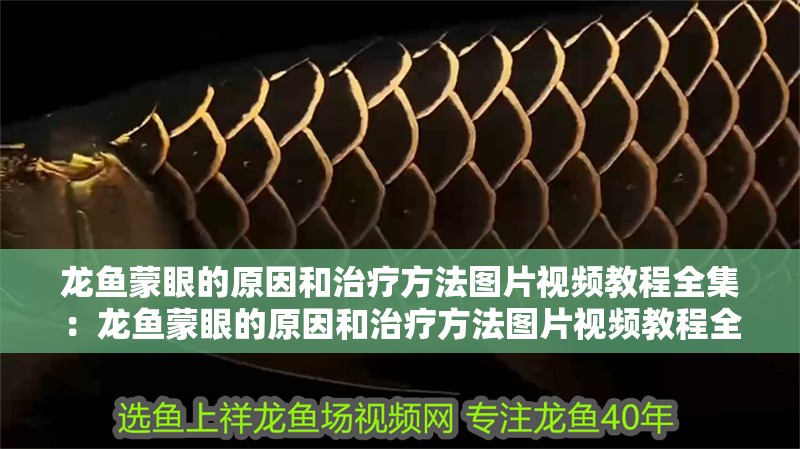 龍魚蒙眼的原因和治療方法圖片視頻教程全集：龍魚蒙眼的原因和治療方法圖片視頻教程全集大全