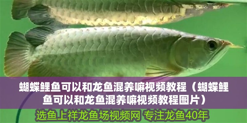 蝴蝶鯉魚可以和龍魚混養嘛視頻教程（蝴蝶鯉魚可以和龍魚混養嘛視頻教程圖片）
