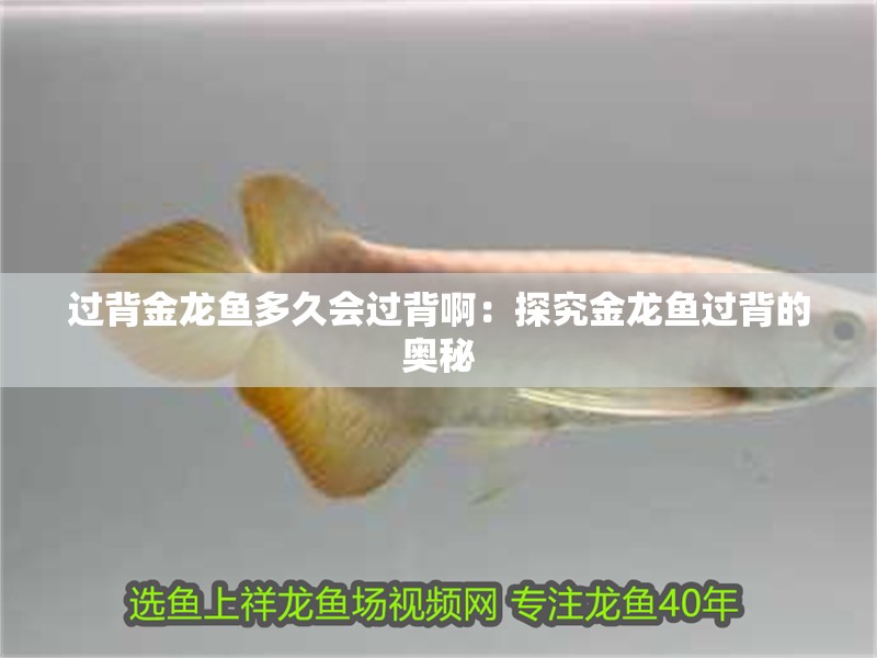 過背金龍魚多久會過背啊：探究金龍魚過背的奧秘