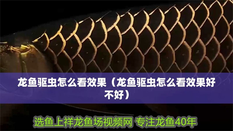 龍魚(yú)驅(qū)蟲(chóng)怎么看效果（龍魚(yú)驅(qū)蟲(chóng)怎么看效果好不好） 龍魚(yú)驅(qū)蟲(chóng)怎么看效果（龍魚(yú)驅(qū)蟲(chóng)怎么看效果好不好） 觀賞魚(yú)百科