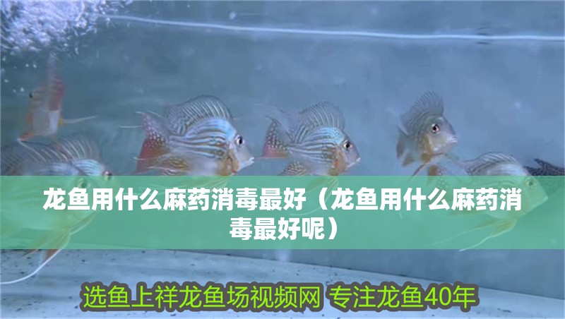龍魚干蝦有營養嗎 龍魚用什么麻藥消毒最好(龍魚用什么麻藥消毒最好呢) 觀賞魚百科 龍魚用什么麻藥消毒最好(龍魚用什么麻藥消毒最好呢) 龍魚用什么麻藥消毒最好(龍魚用什么麻藥消毒最好呢) 觀賞魚百科