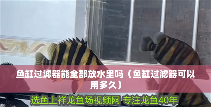 魚缸過濾器能全部放水里嗎（魚缸過濾器可以用多久）